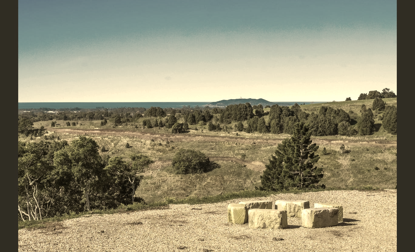 Highland cattle grazing along the pine-lined driveway